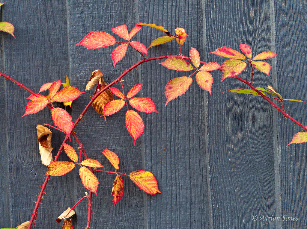 Bramble