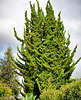 landscaping detail - Kula Lavender Farm