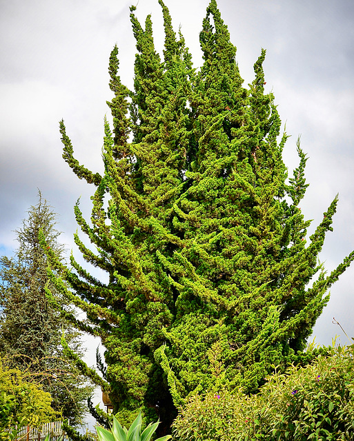 landscaping detail - Kula Lavender Farm