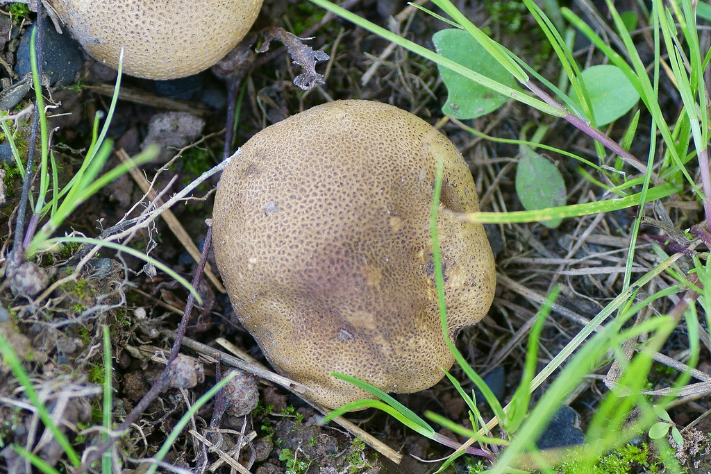 Kartoffelbovist