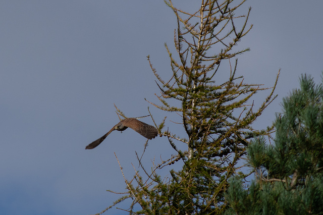 Kestrel