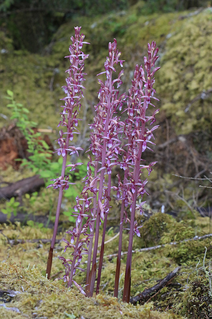 Western Coralroot