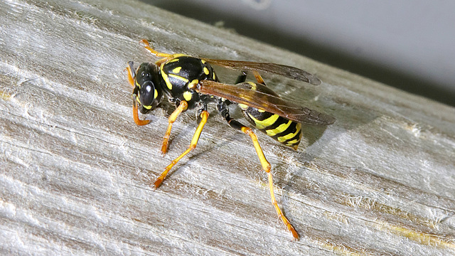 Wasp