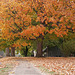 Fall Tree 2010