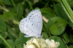 Echo Blue Azure Butterfly