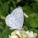 Echo Blue Azure Butterfly