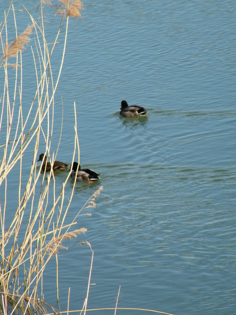 Canards sur le Rhône