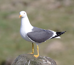 EF7A7417gull