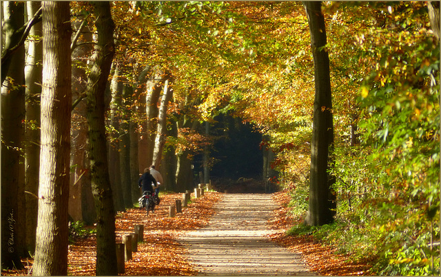 Autumn in the Netherlands...