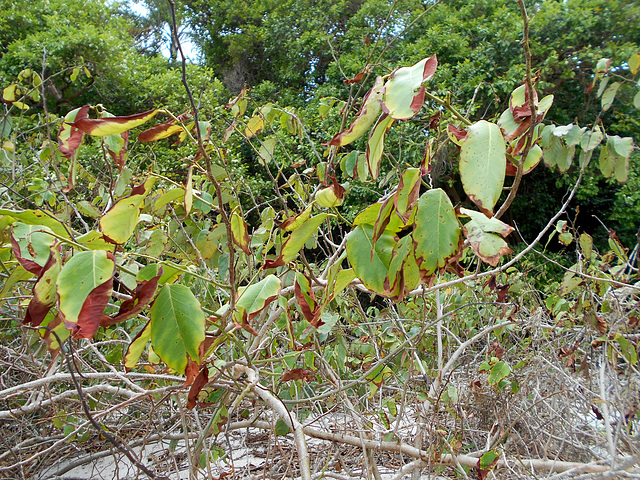 DSCN1247 - folhas de marmeleiro-da-praia Dalbergia ecastaphyllum, Fabaceae