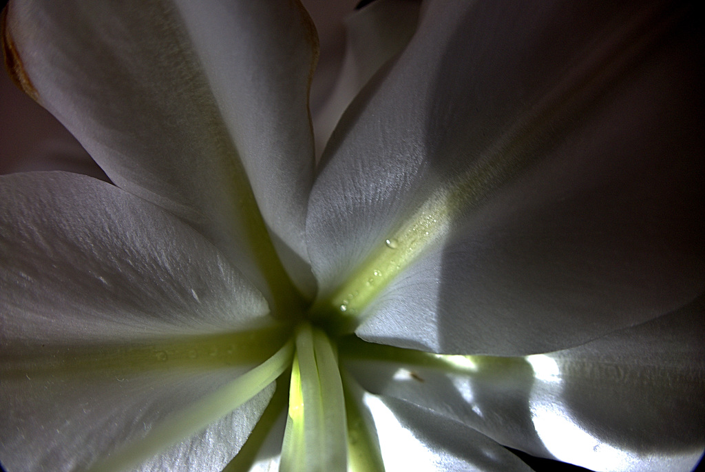 Lily