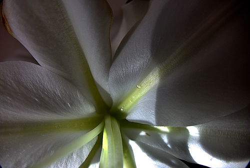 Lily