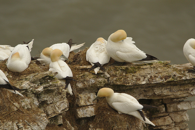 Gannets EF7A3223