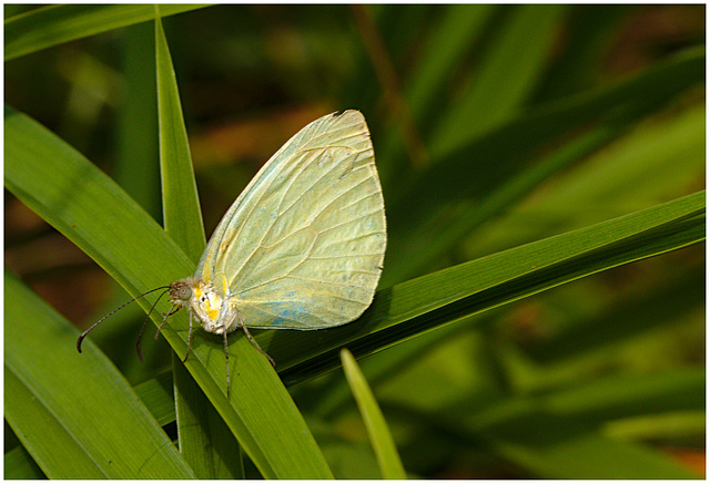 Butterfly IMG_2382