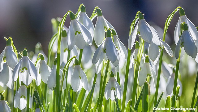 Green and white