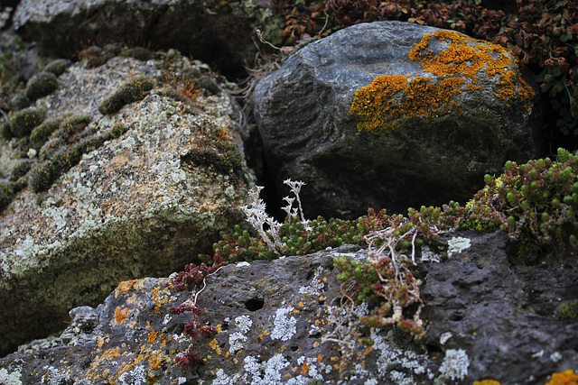 Vestiges de fin d'hiver