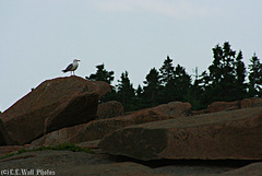 Birds on Rocks (1)