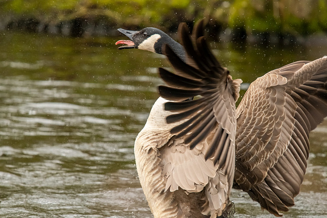 Canada goose