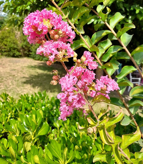 Lilas des Indes************