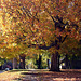 Fall Tree 2008