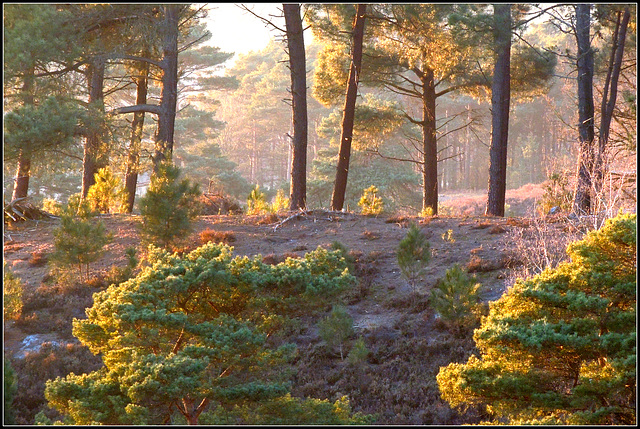 Pinus  Sylvestris  forest