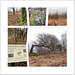 Shire Hill Wood collage