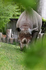 Papa Nashorn (Zoo Zürich)