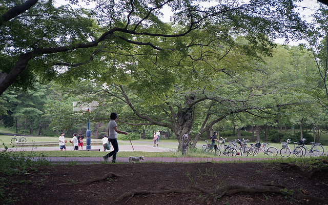 Activities in a Saturday park