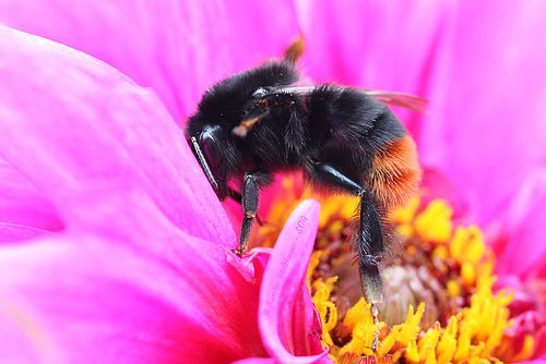 Steinhummel und Blüte