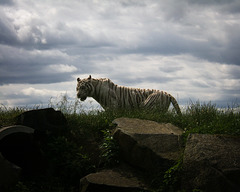 White Tiger at West Midlands Safari Park