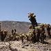 Cholla Cactus Garden