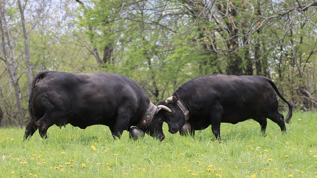 les vaches d'Hérens