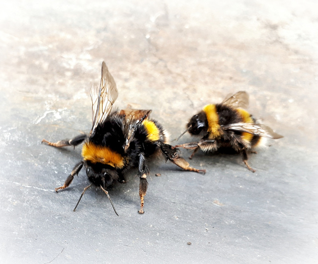 Bee Mating !!