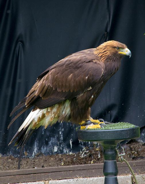 Cheshire falconry (2)