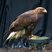 Cheshire falconry (2)