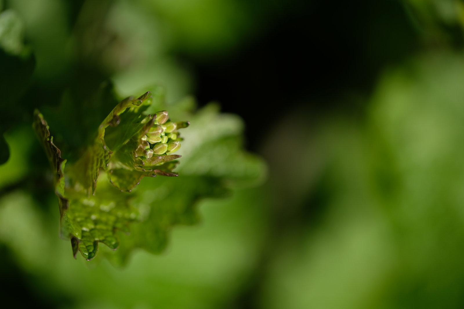 DSCF6281