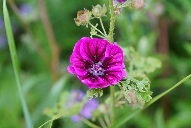 Blüte nach Regen