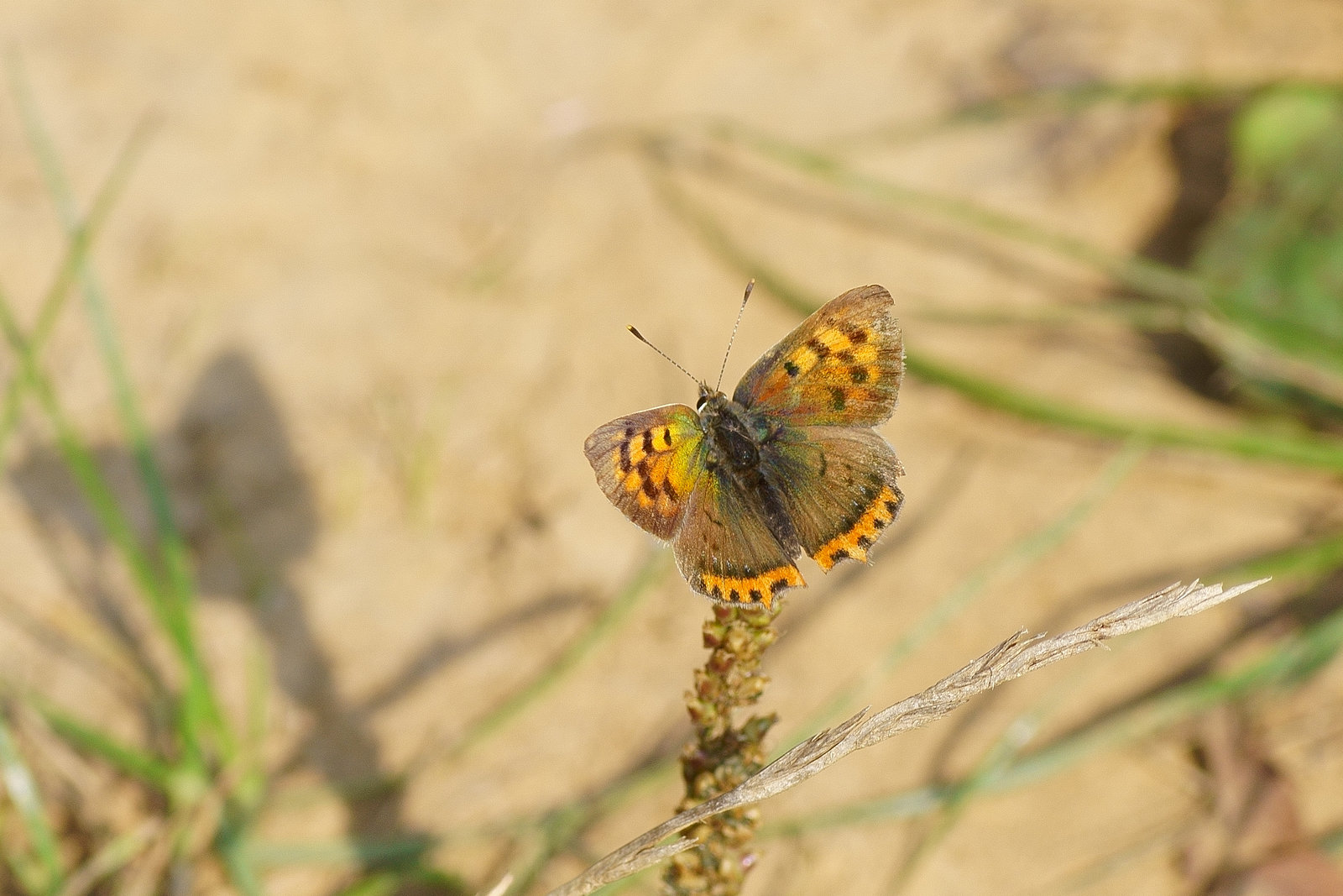 Ein Schmetterling und sein Schatten