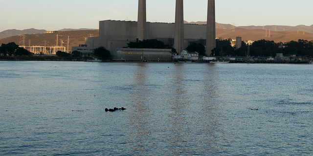 Morro Bay otter place / covid observations ( #0524)