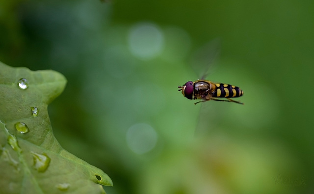 Schwebefliege