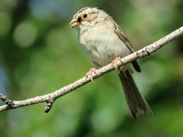 Clay-coloured Sparrow