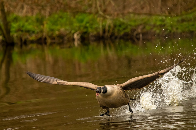 Canada goose