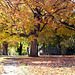Fall Tree 2008