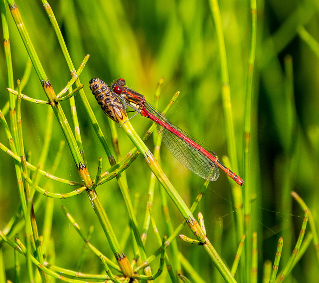 Large red damselfly