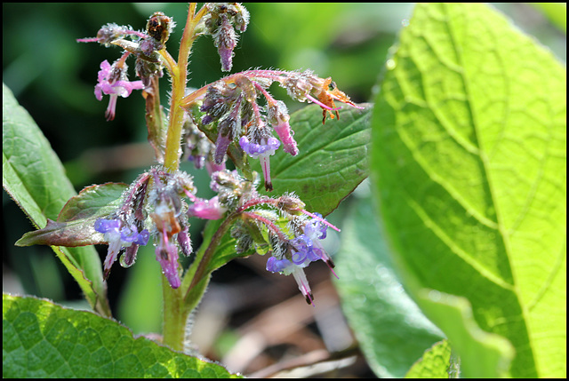 Trachystemon (2)