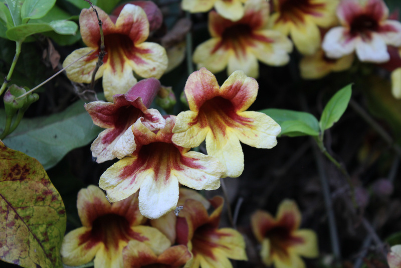 Bignonia capreolata (3)