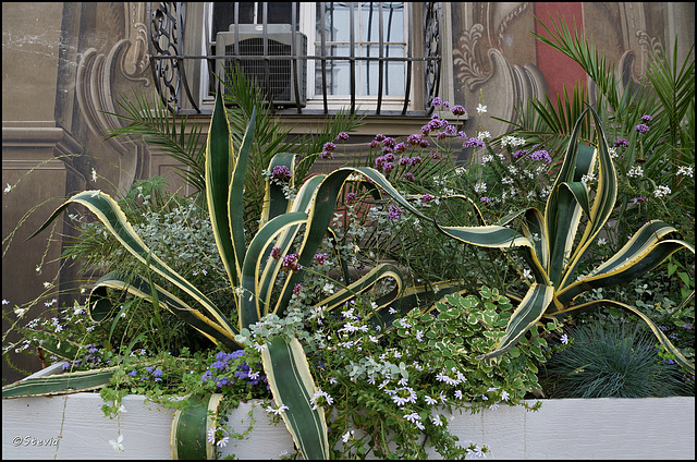 Exotisch/romantische Pflanzdekoration vor dem Stadtmuseum