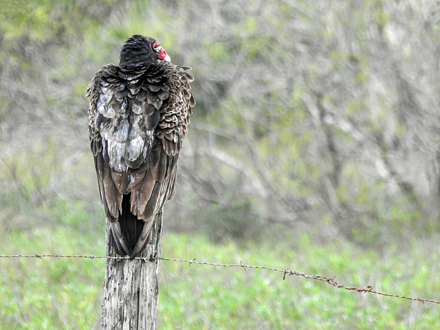 Day 2, Turkey Vulture / Cathartes aura