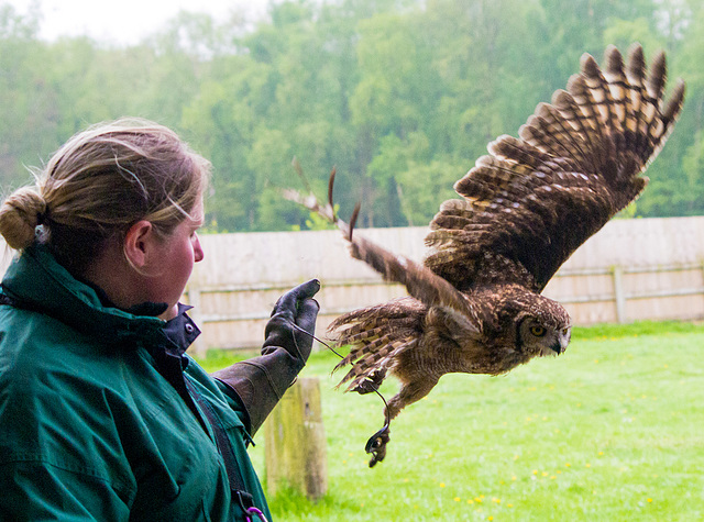 Cheshire falconry (3)