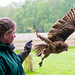 Cheshire falconry (3)